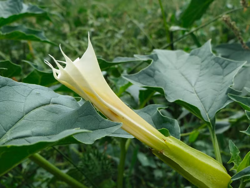 Lá cây có hình trứng với phần đầu nhọn và đáy hẹp. Mặt lá khi non sẽ có khá nhiều lông, đến khi lớn dần thì lông cũng rụng theo. Các hoa đơn có chiều dài khoảng 1 - 2cm và thường mọc ở các kẽ lá.