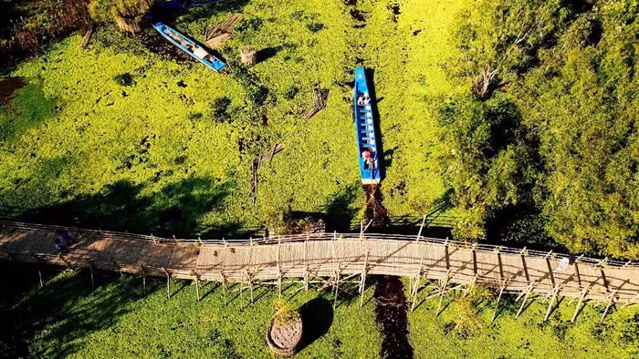 Cầu có kiến trúc độc đáo là những thanh tre ghép lại với nhau được ghi nhận là Cầu tre dài nhất Việt Nam trong rừng tràm đẹp và nổi tiếng nhất Việt Nam