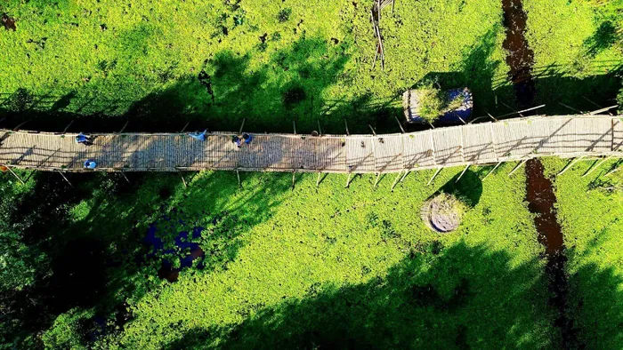 Không chỉ vậy, cầu tre được cách điệu tựa "Rồng trúc bạch" mang lại một cảm giác thích thú cho mọi người khi được khám phá trọn vẹn cảnh quan thiên nhiên nguyên sinh trù phú ở "Bảo tàng tràm nhiệt đới"