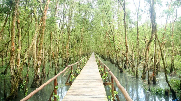 Đây là rừng ngập nước tiêu biểu cho vùng đất Tây sông Hậu, có tác dụng rất quan trọng đối với môi trường nước và điều hòa khí hậu cho cả vùng Bảy Núi