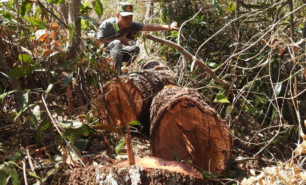 Kon Tum: Điều tra vụ giấu gỗ tại bãi cát phát hiện vụ phá rừng - Hình 2 Kon Tum: Dieu tra vu giau go tai bai cat phat hien vu pha rung-Hinh-2