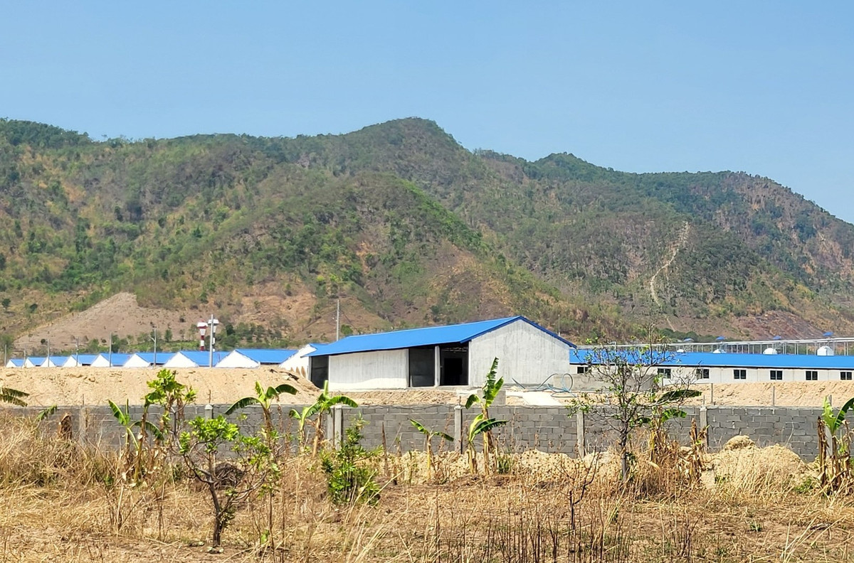 Gia Lai: 3 cong ty nuoi heo bi phat gan 1 ty do vi pham moi truong-Hinh-2