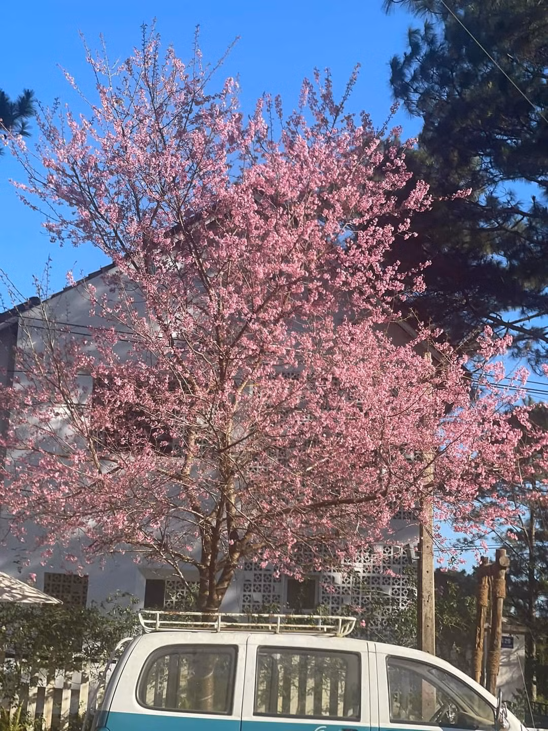 Kon Tum: Mang Den “ket cung” ngay mung 4 Tet du thoi tiet mua lanh