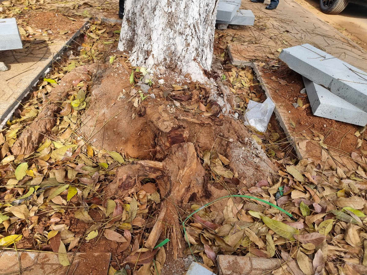 Chặt rễ cây khi thi công vỉa hè ở TP Pleiku: Xử lý thế nào? Chat re cay khi thi cong via he o TP Pleiku: Xu ly the nao?