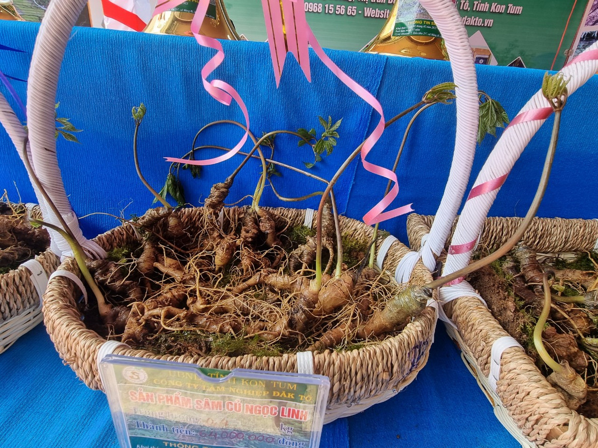 Bo truong Bo NN&PTNT du phien cho Sam Ngoc Linh tai Kon Tum-Hinh-4