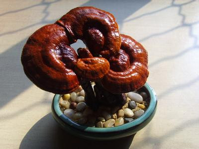 Trong đó, việc tạo thế cho linh chi là công đoạn khó khăn nhất.