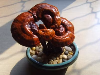 Trong đó, việc tạo thế cho linh chi là công đoạn khó khăn nhất.