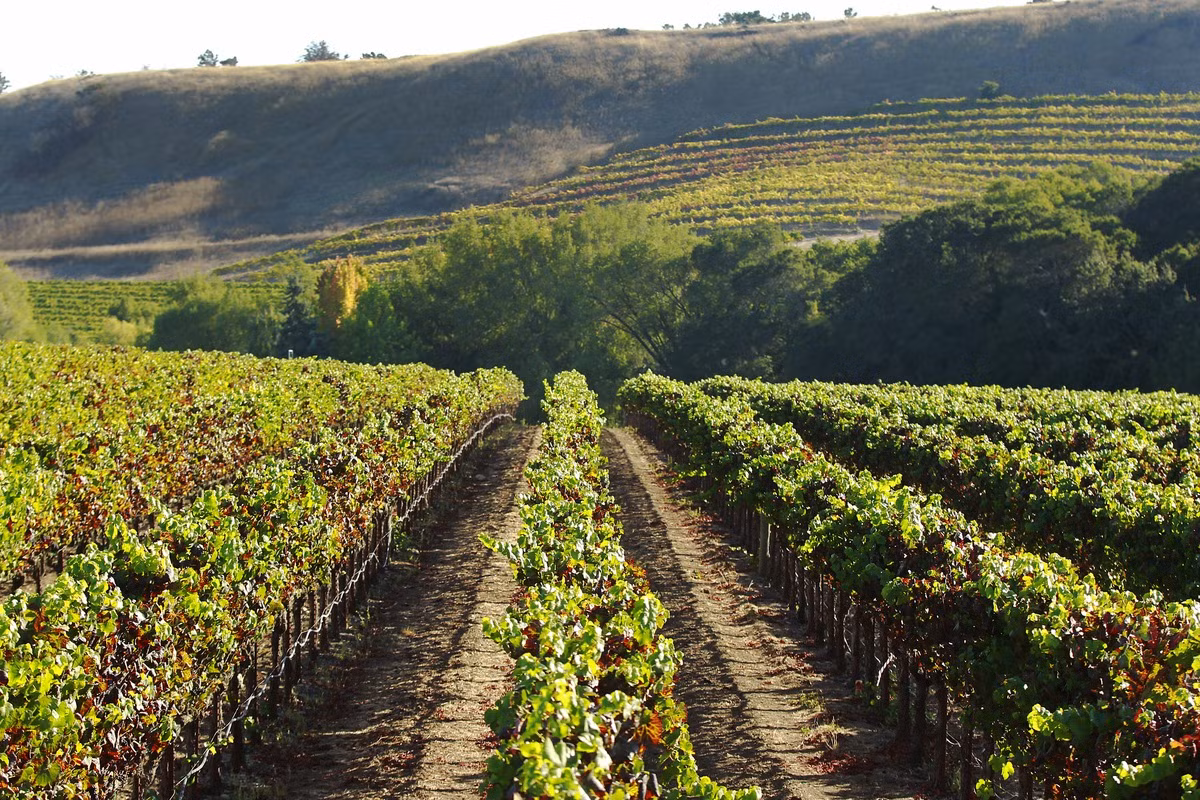 Để phát triển kinh doanh, công ty Kieu Hoang Winery đã thuê ngôi sao điện ảnh nổi tiếng Trung Quốc là Lý Băng Băng làm đại diện thương hiệu độc quyền trong nhiều năm cho các sản phẩm rượu vang của họ.