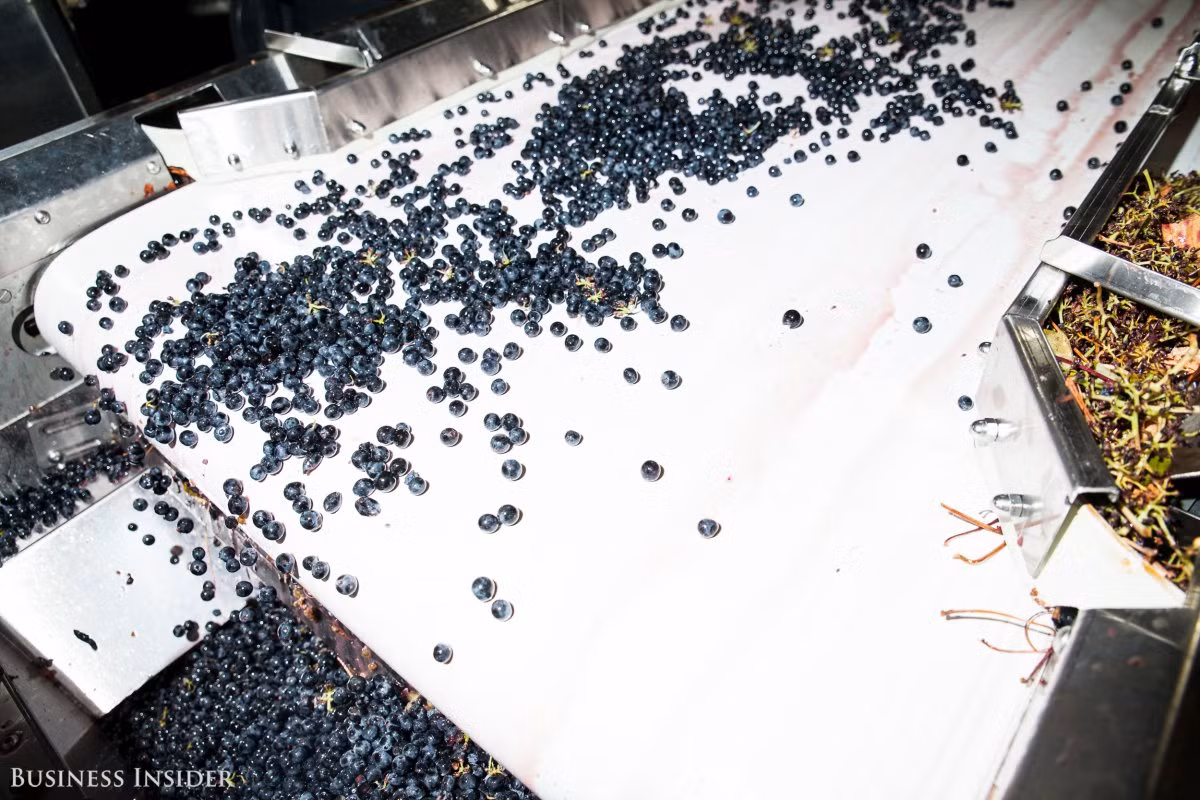 Tại công đoạn này, tất cả các cành nhánh của chùm nho được tách ra khỏi quả và bỏ đi.