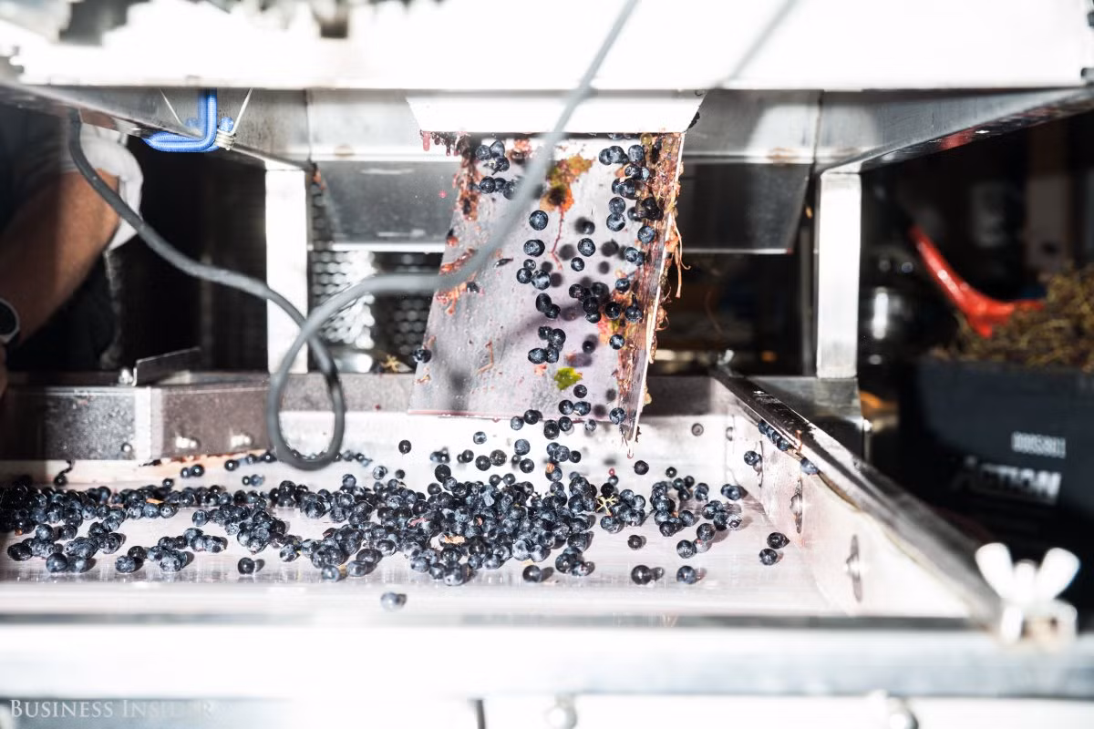 Từ đây, dây chuyền máy móc của nhà máy bắt đầu xử lý nho: ngắt các trái nho khỏi chùm và đưa lên băng chuyền.