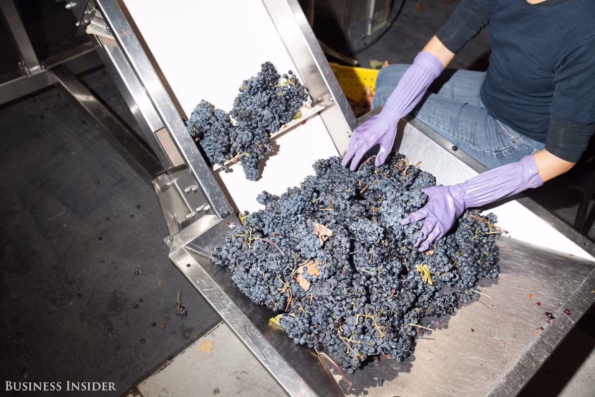 Nho được hái vào buổi sáng sớm, ướp lạnh và chuyển đến nhà máy City Winery trong một chiếc xe tải đông lạnh trước 09h00 ngày hôm sau.