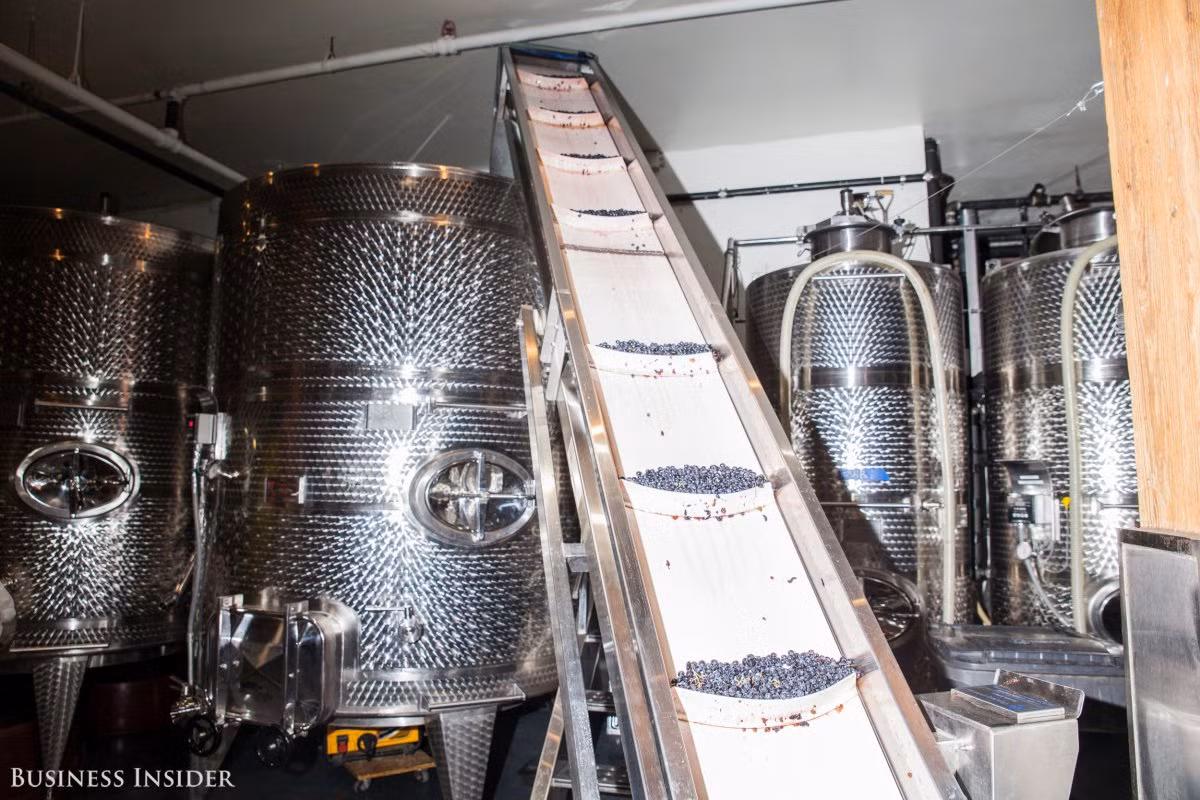 Những trái nho này sau đó được đưa lên đến một trong 18 thùng chứa lớn của nhà máy City Winery. Tại đây, nho được ngâm với nhiệt độ quy định và bắt đầu lên men.