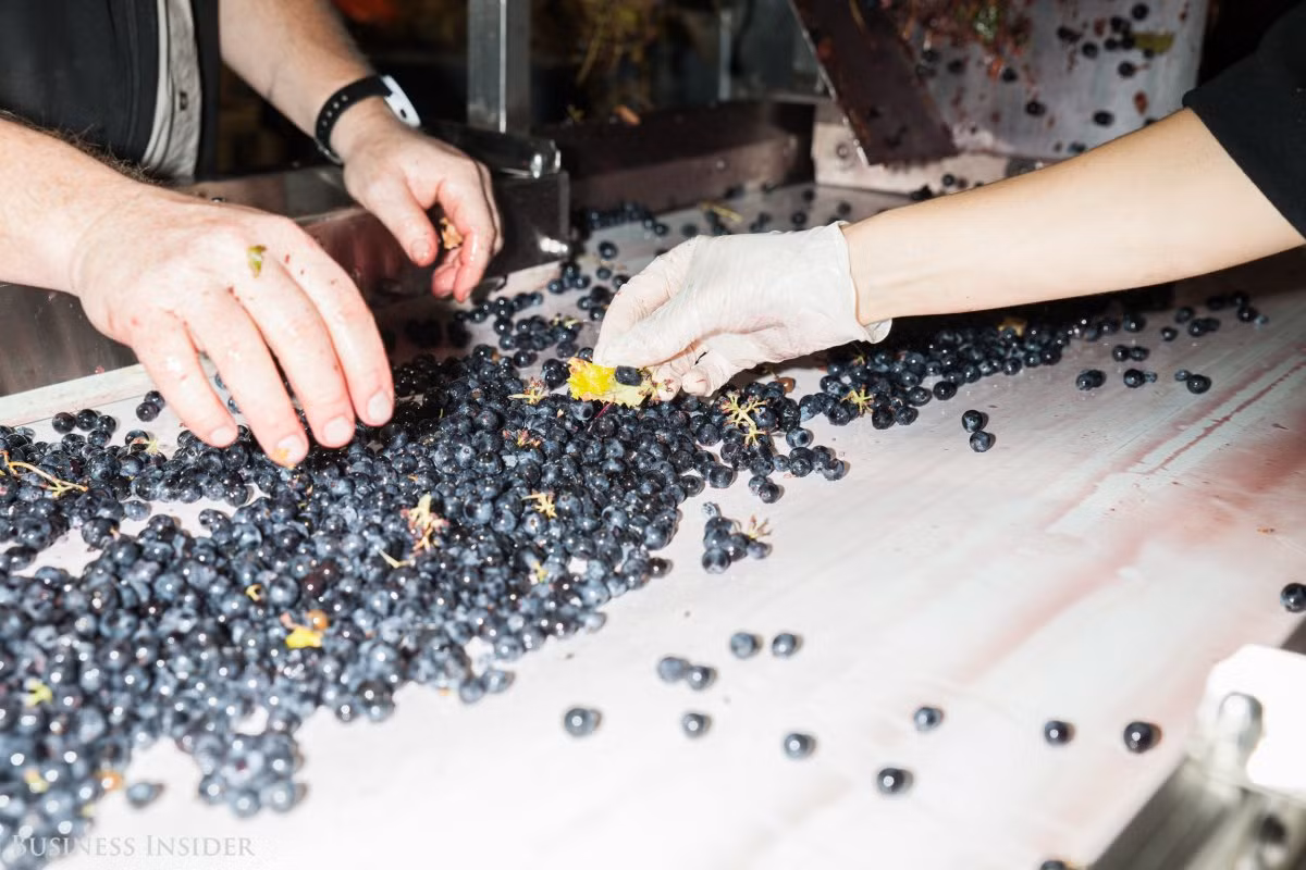 Tại công đoạn này, công nhân lại kiểm tra và ngắt hết những chiếc lá còn sót lại.