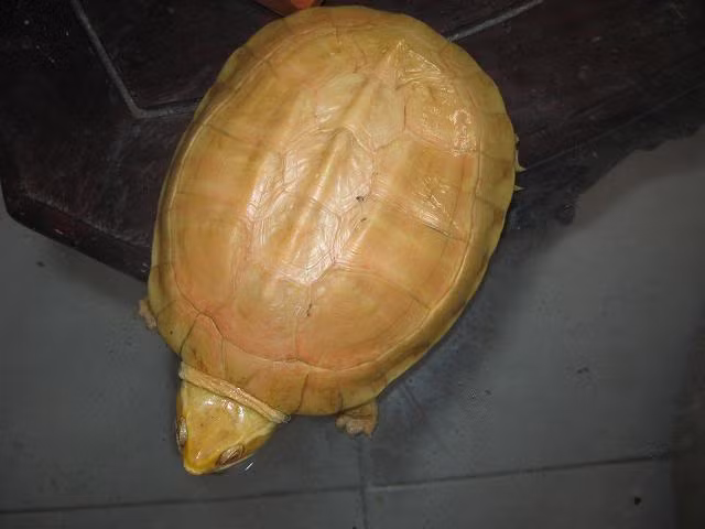 Giá một con rùa vàng không hề rẻ, thậm chí ở...trên trời với mức 50 triệu đồng/con. Đắt đỏ như vậy nhưng trong giới nhà giàu đã có không ít đồn đoán về các đại gia vung tiền cho bữa ăn 150 triệu đồng với 3 con rùa vàng. Ảnh: Internet.