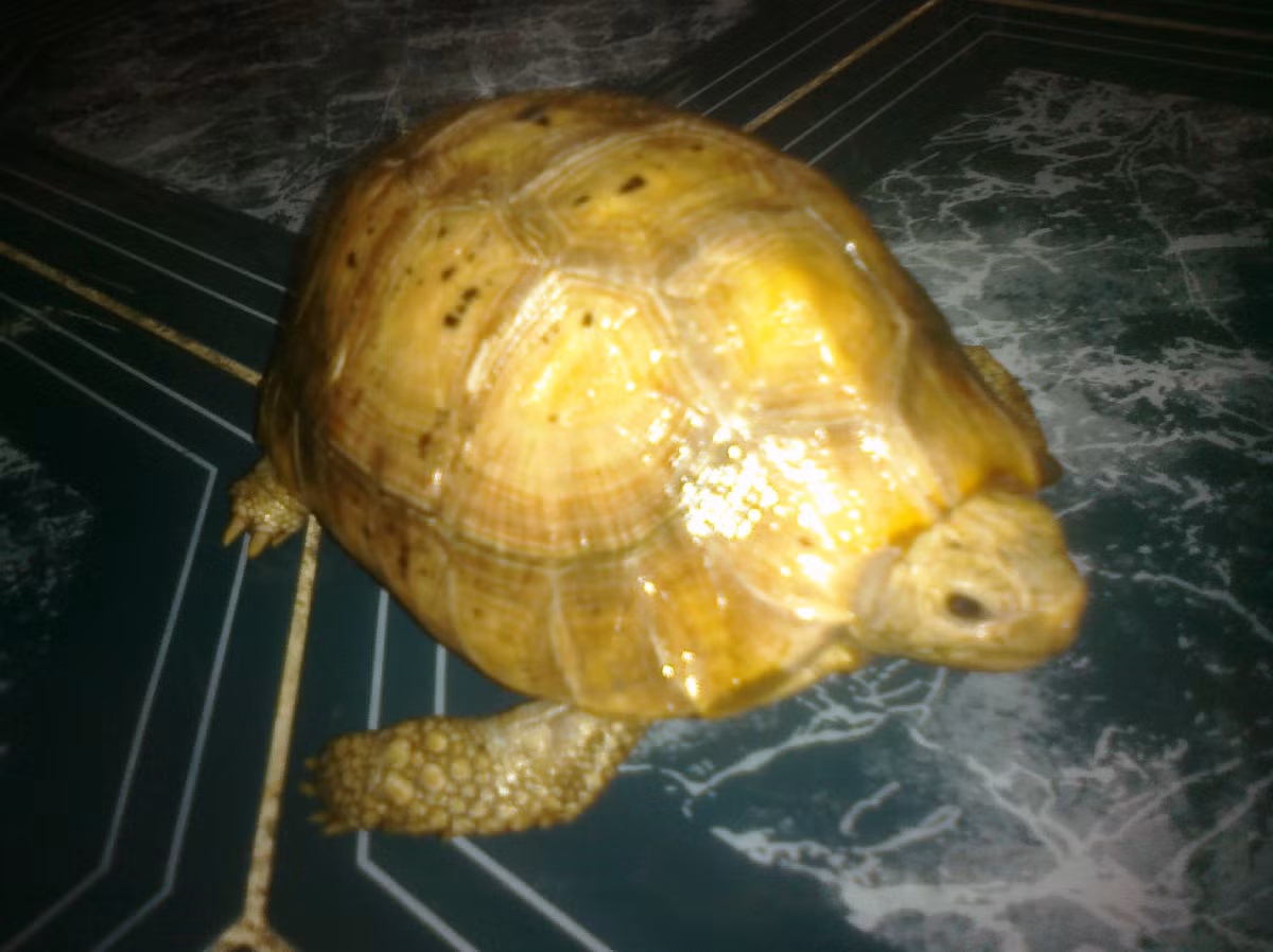 Rùa vàng là loại động vật cực quý hiếm, có tuổi thọ cao. Nhiều người đồn đoán, bởi rùa vàng sống lâu nên hấp thụ nhiều linh khí của đất trời, rất bổ dưỡng cho những người ốm yếu muốn tăng cường sinh lực. Đặc biệt, huyết rùa được cho là thần dược có thể chữa khỏi nhiều bệnh về tim mạch. Ảnh: Baodansinh.