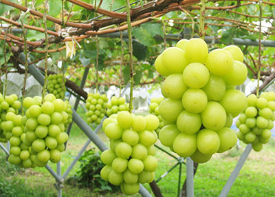Tại Nhật, nho Shine Muscat cũng khá nổi tiếng, thường cho thu hoạch từ tháng 6 đến tháng 11.