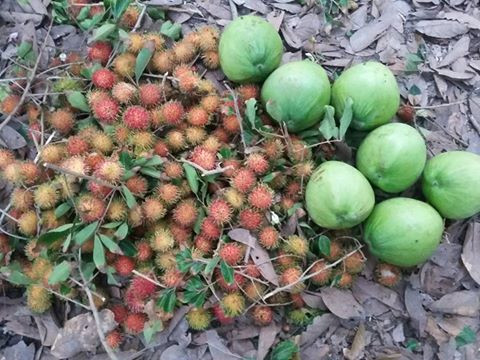 Giá vé vườn tham quan, hái và thưởng thức trái cây tại chỗ trung bình là 50k/người, nếu đi vào mùa trái cây rộ thì giá chỉ tầm 30k-40k/người. Tuy nhiên giá này chỉ bao gồm các loại trái cây phổ biến như dâu, măng cụt, chôm chôm, với một số vườn trồng thêm sầu riêng thì tính thêm tiền riêng. Ảnh: Facebook.