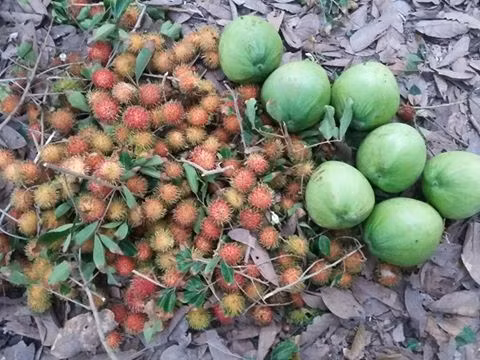 Giá vé vườn tham quan, hái và thưởng thức trái cây tại chỗ trung bình là 50k/người, nếu đi vào mùa trái cây rộ thì giá chỉ tầm 30k-40k/người. Tuy nhiên giá này chỉ bao gồm các loại trái cây phổ biến như dâu, măng cụt, chôm chôm, với một số vườn trồng thêm sầu riêng thì tính thêm tiền riêng. Ảnh: Facebook.