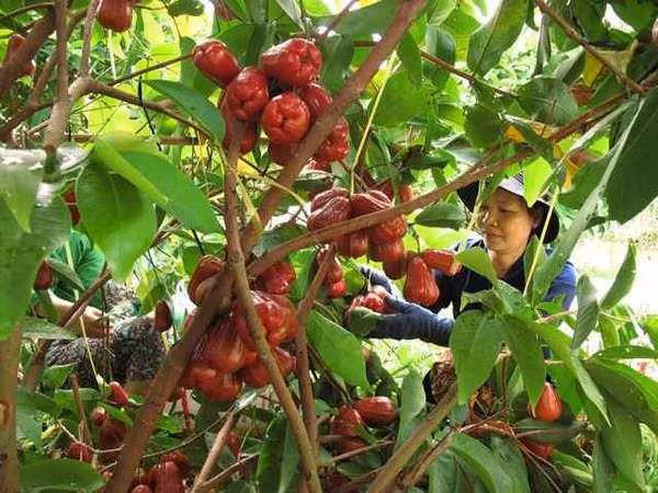 Miệt vườn Cái Bè - Tiền Giang: Vùng Cái Bè thuộc Tiền Giang cũng là khu vực bạn có thể đến đây để tìm hương hoa và quả ngọt. Nhiều vườn trái cây ở đây bạn không chỉ có thể tham quan, ăn trái thảo thích mà còn có thể mắc võng ngủ để cảm nhận được không khí riêng biệt của vùng sông nước miền Tây. Ảnh: Internet.