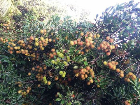 Vườn trái cây Trung An – Củ Chi: Nằm cách thành phố Hồ Chí Minh 40km, vườn trái cây Trung An, Củ Chi, rất hợp để bạn đổi gió vào những ngày nghỉ. Vườn trái cây nổi tiếng này chủ yếu trồng các loại trái cây làm du lịch, nên một vườn trồng rất nhiều loại trái như: dâu da, mít, chôm chôm, mận, măng cụt. Ở Trung An có rất nhiều nhà vườn cho khách tới thăm quan, hái và ăn trái cây thỏa thích. Ảnh: Facebook.