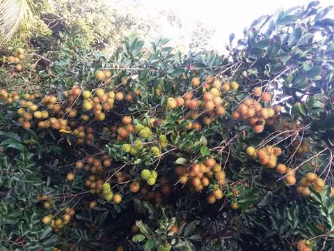 Vườn trái cây Trung An – Củ Chi: Nằm cách thành phố Hồ Chí Minh 40km, vườn trái cây Trung An, Củ Chi, rất hợp để bạn đổi gió vào những ngày nghỉ. Vườn trái cây nổi tiếng này chủ yếu trồng các loại trái cây làm du lịch, nên một vườn trồng rất nhiều loại trái như: dâu da, mít, chôm chôm, mận, măng cụt. Ở Trung An có rất nhiều nhà vườn cho khách tới thăm quan, hái và ăn trái cây thỏa thích. Ảnh: Facebook.