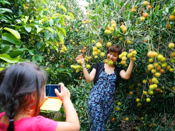 Lái Thiêu là một trong những vựa trái cây lớn nhất miền Nam Bộ. Du khách có thể vào vườn mua trái cây bằng cách hái tại chỗ ăn hoặc đem về. Ảnh: Foody.