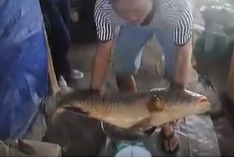 Hồi tháng 3/2016, anh Trịnh Văn Cương (40 tuổi, ngụ xã Tân Phước, huyện Cái Mép, tỉnh Bà Rịa - Vũng Tàu) đã bắt được một con cá sủ vàng nặng 9kg trị giá hàng trăm triệu đồng trên sông Thị Vải ở đoạn cửa biển Cái Mép. Ảnh: Tuổi Trẻ.