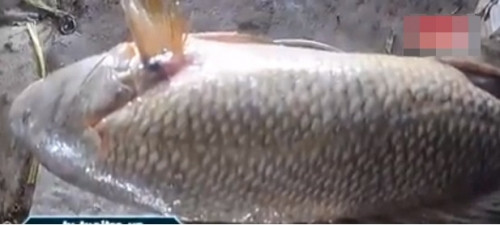 Theo thông tin trên tờ Tuổi trẻ, ban đầu anh Cương không dám khẳng định đó là cá sủ vàng nhưng sau khi hỏi bạn bè và những người làm nghề đánh cá, anh chắc chắn đó là con cá sủ vàng. Căn cứ để nhiều người xác định đây là loại cá sủ vàng quý hiếm và đắt đỏ là bởi trên miệng và viền quanh mang cá màu vàng, thân cá có một đường như sợi chạy dọc, chia thân cá thành hai phần. Ảnh: Tuổi Trẻ.