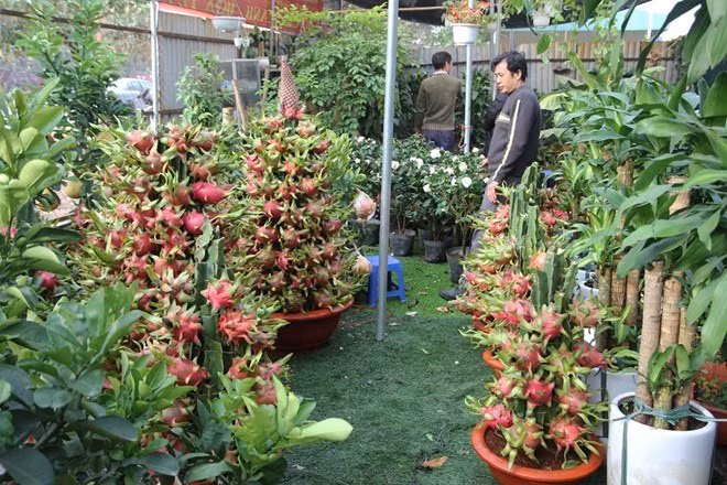 Để đa dạng hóa thị trường cây cảnh phục vụ Tết Đinh Dậu, thanh long kiểng năm nay được tạo nhiều hình dáng khác nhau. Ngoài việc uốn lượn theo hình con rồng thì các nhà vườn còn làm thành hình con gà hoặc con vật khác mà khách thích. Ảnh: Zing.