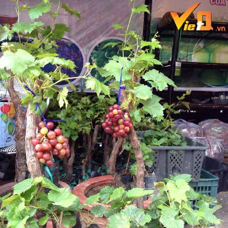 Thời điểm này, hàng nghìn cây nho cảnh Ninh Thuận có giá vài triệu đồng/cây sẵn sàng đổ bộ ra Bắc phục vụ thị trường Tết Đinh Dậu 2017. Theo những người nông dân trồng nho tại Ninh Thuận, loại cây ăn quả này sẽ cạnh tranh trực tiếp với quất, đào của miền Bắc và mai vàng của miền Nam. Ảnh: VietQ.