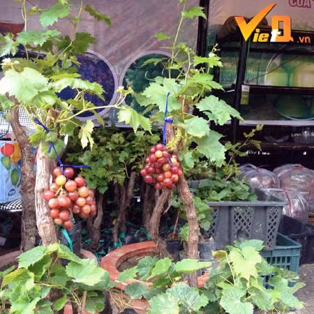 Thời điểm này, hàng nghìn cây nho cảnh Ninh Thuận có giá vài triệu đồng/cây sẵn sàng đổ bộ ra Bắc phục vụ thị trường Tết Đinh Dậu 2017. Theo những người nông dân trồng nho tại Ninh Thuận, loại cây ăn quả này sẽ cạnh tranh trực tiếp với quất, đào của miền Bắc và mai vàng của miền Nam. Ảnh: VietQ.
