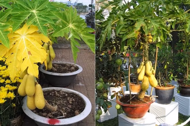 Nhiều cây ăn quả quen thuộc như đu đủ cũng được nhà vườn chăm sóc, tạo dáng trong chậu cảnh, giá 2- 3 triệu cho mỗi chậu.