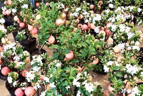 Ngoài nho cảnh, còn rất nhiều hoa quả khác cũng được đưa lên chậu cảnh để phục vụ người tiêu dùng chưng Tết. Táo cảnh trồng trong chậu có cả hoa, lá, quả, nụ khá đẹp mắt, giá bán 3 triệu đồng mỗi cây, được khá nhiều người dân Thủ đô mua về chưng trong nhà dịp Tết. Ảnh: Zing.