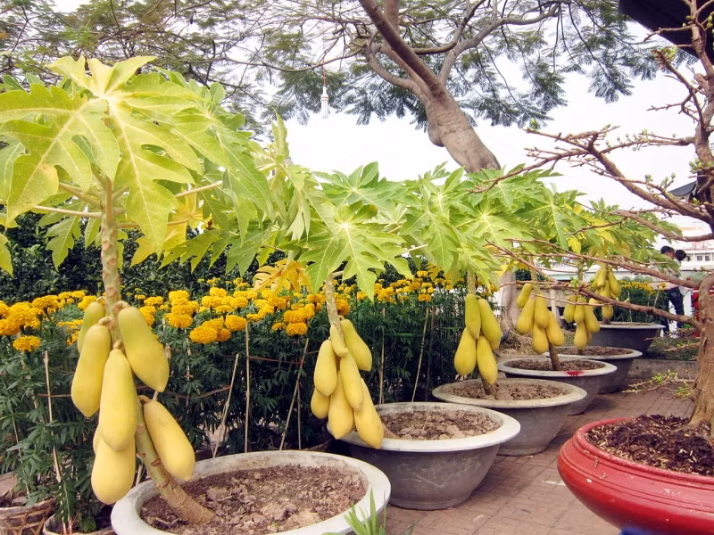 Đu đủ cảnh được coi là đẹp thì trên cây phải có đủ hoa, lá và quả. Ảnh: Internet.
