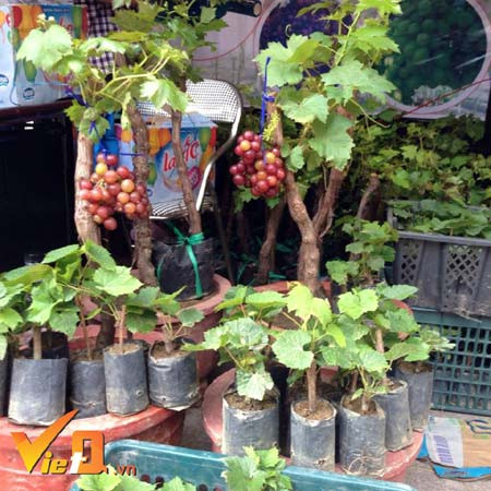 Theo VietQ, dịp Tết năm nay, gia đình ông Nguyễn Thanh Phú (Phan Rang – Ninh Thuận) có hơn 5.000 gốc nho cảnh phục vụ Tết. Ông Phú cho biết, không chỉ cung cấp riêng thị trường TP HCM như mọi năm, mà năm nay, nho cảnh sẽ đổ bộ đến với miền Bắc và các tỉnh thành trên cả nước. Theo ông Phú, những chậu nho cảnh được tạo dáng đẹp có giá khoảng 3 triệu đồng/cây. Còn các dáng đại trà, giá dao động từ 300.000 – 500.000 đồng/cây. Ảnh: VietQ.
