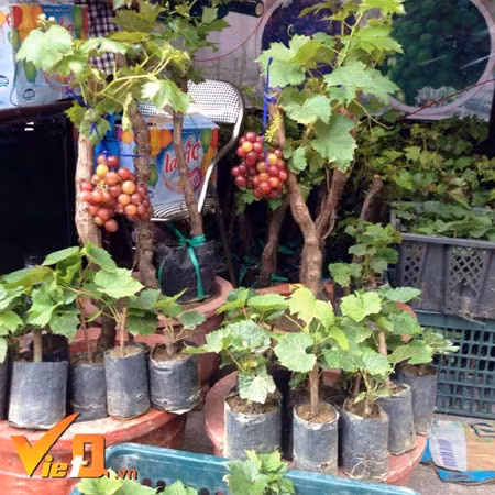 Theo VietQ, dịp Tết năm nay, gia đình ông Nguyễn Thanh Phú (Phan Rang – Ninh Thuận) có hơn 5.000 gốc nho cảnh phục vụ Tết. Ông Phú cho biết, không chỉ cung cấp riêng thị trường TP HCM như mọi năm, mà năm nay, nho cảnh sẽ đổ bộ đến với miền Bắc và các tỉnh thành trên cả nước. Theo ông Phú, những chậu nho cảnh được tạo dáng đẹp có giá khoảng 3 triệu đồng/cây. Còn các dáng đại trà, giá dao động từ 300.000 – 500.000 đồng/cây. Ảnh: VietQ.