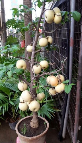 Xuất xứ cây táo kiểng từ Trung Quốc cũng gây không ít băn khoăn cho khách muốn mua loại này. Tuy nhiên, do hình thức, mẫu mã bắt mắt, giá rẻ nên khá nhiều khách hàng trẻ tìm mua loại này để chưng Tết. Ảnh: Zing.