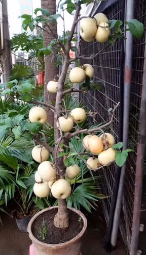 Xuất xứ cây táo kiểng từ Trung Quốc cũng gây không ít băn khoăn cho khách muốn mua loại này. Tuy nhiên, do hình thức, mẫu mã bắt mắt, giá rẻ nên khá nhiều khách hàng trẻ tìm mua loại này để chưng Tết. Ảnh: Zing.