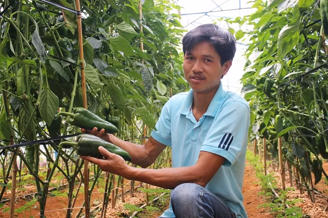 Anh Nguyễn Định (ngụ phường 8, TP Đà Lạt) cho biết giống ớt kích thước khổng lồ này mới được trồng thử nghiệm cách đây vài tháng tại một số nhà vườn. Đây là giống ớt sừng bò nhập khẩu từ Hà Lan, có hàm lượng dinh dưỡng cao, thích hợp chế biến nhiều món ăn như salad, ép nước và xay sinh tố. Ảnh: Zing.