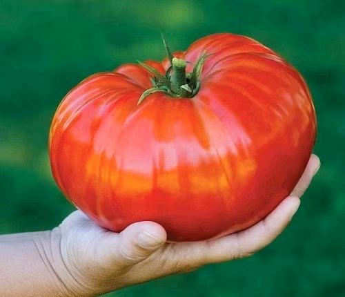 Đây là giống cà chua Beef, thường được dùng kèm các loại thức ăn nhanh, được trồng sạch, ăn sống hay nấu chín đều ngon. Giá mỗi cân cà chua này là khoảng 30.000 đồng. Ảnh: Internet.