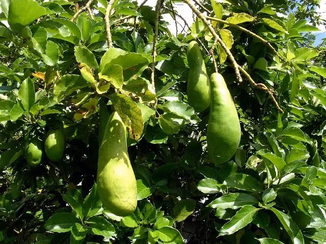 Sau 20 năm, từ hai bàn tay trắng và rỗng túi, vốn bỏ ra chỉ là lòng quyết tâm, ý chí thoát nghèo, không ai ngờ anh nông dân Trịnh Xuân Mười đến từ xứ Nghệ ngày nào nay đã thành tỷ phú “vua” bơ miền Tây với doanh thu gàn 10 tỷ đồng/năm. Trong hình là những trái bơ với cân nặng từ 800g - 1kg của anh Mười. Ảnh: VTV.