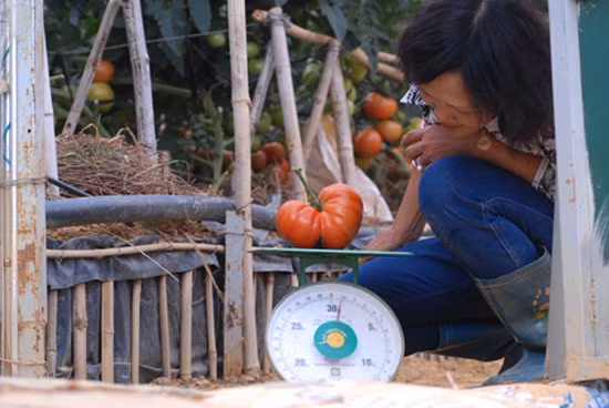 Cà chua cho trái nặng 600g đến 1 kg, gấp 15-20 lần so với loại thường cũng được nhà vườn trồng thành công tại Lâm Đồng. Loại cà chua này có xuất xứ Hà Lan. Ảnh: Dulichdalat.