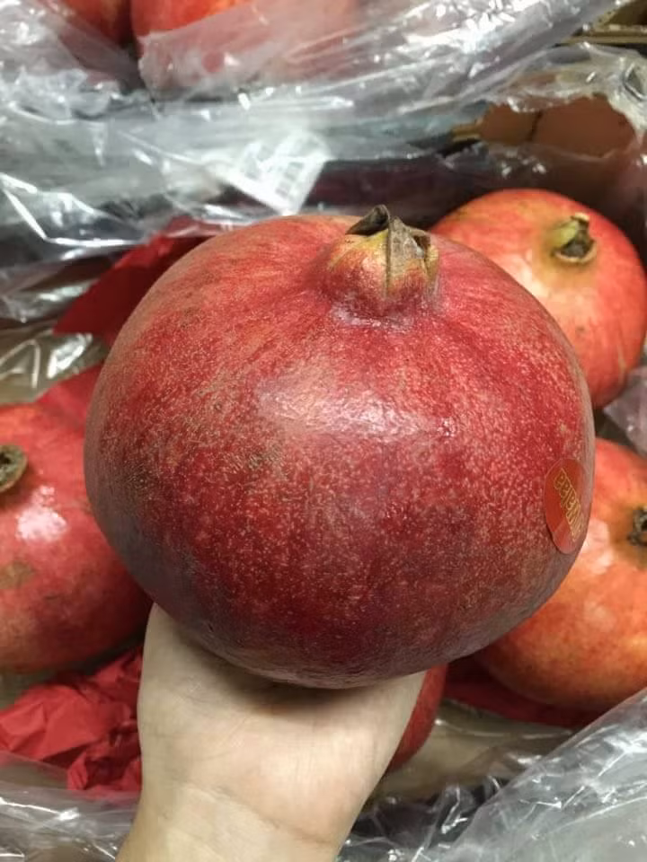 Giống lựu khổng lồ, với trọng lượng từ 0,5-0,9kg/quả, đang được dân Hà thành săn mua về ăn dù giá của chúng lên đến gần 350.000 đồng/kg. Loại trái cây khổng lồ mà nhiều chị em Hà thành săn lùng được cho là lựu Ai Cập, có mùa thu hoạch từ tháng 10 đến tháng 2 năm sau, theo Vietnamnet. Ảnh: Vietnamnet.