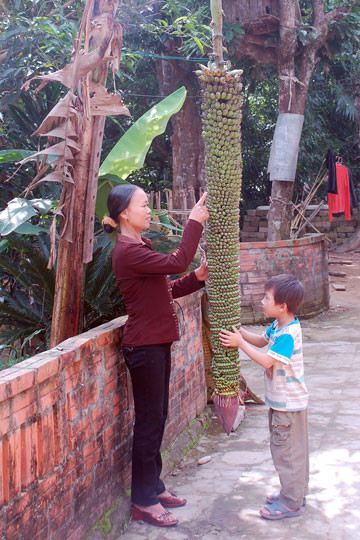 Buồng chuối 151 nải: Cây chuối nhà chị Phan Thị Gái (xóm Tân Sơn, xã Sơn Lễ, huyện Hương Sơn, Hà Tĩnh) có tới 151 nải, dài 2,4m. Theo chị Gái, giống chuối này này có nhiều tên gọi như Chuối tiên, chuối Phúc Long, chuối Vạn Phúc... có nguồn gốc từ đền phủ Dày, huyện Vụ Bản, tỉnh Nam Định. Ảnh: Dân Trí.