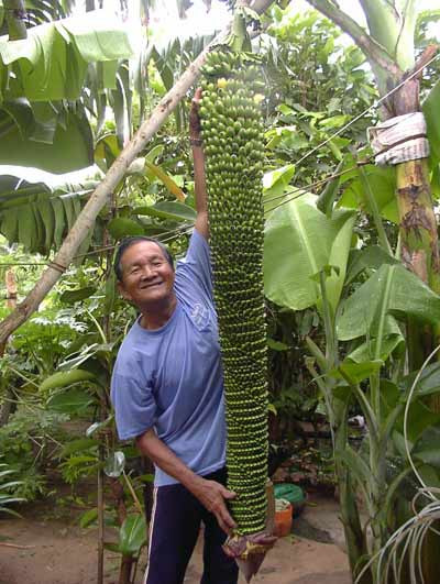 Buồng chuối 176 nải: Ông Nguyễn Khẳng ở thôn Tân Hải, xã Long Hải, huyện Phú Quý, tỉnh Bình Thuận, chính là chủ nhân của buồn chuối 176 nải. Cây chuối này cao chừng 3m, trổ nhiều tới 176 nải, quả rất đều nhau. Ảnh: 24h.com.vn.