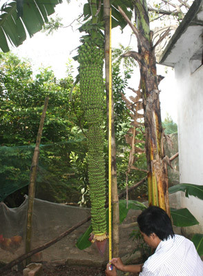 Theo tiết lộ của anh Sơn thì loài chuối này còn có tên gọi là chuối Ngự, được anh mang về trồng vào cuối năm 2011. Đến cuối tháng 3/2013, cây chuối bắt đầu trổ buồng. Trong suốt quá trình đó, gia đình không hề có chế độ chăm bón nào đặc biệt. Ảnh: SGGP.