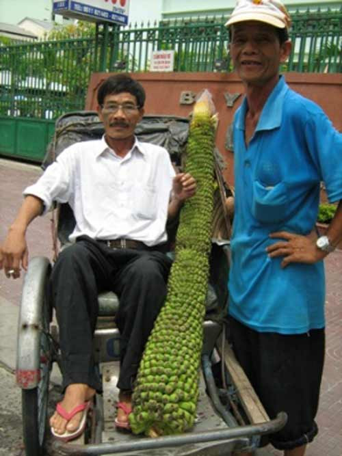 Buồng chuối 280 nải: Ông Lê Văn Tiến đã lấy một cây chuối cảnh giống từ Tây Nguyên về trồng tại khuôn viên Bệnh viện C ở Đà Nẵng. Trong hơn 18 tháng, cây chuối phát triển rất tốt và cho ra buồng chuối có tới 280 nải. Ảnh: Dân Trí.