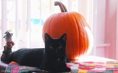 7 dieu kieng ky can phai tranh trong ngay Halloween