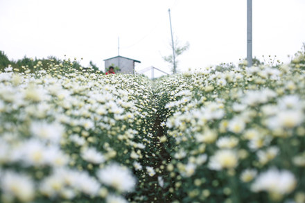Khoảng 3 năm nay, cúc họa mi bắt đầu rộ lên như một thú chơi hoa mới lạ. Mùa hoa này thường rất ngắn, chỉ kéo dài từ 2-3 tuần. Tuy nhiên, thời gian hoa nở rộ và đẹp nhất thường chỉ khoảng 1 tuần. Ảnh: Lao Động.