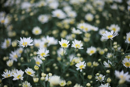 Cúc họa mi thường chỉ nở rộ trong vòng 10 ngày rồi tàn nên người dân Nhật Tân cố gắng thu hoạch nhanh để bán. Ảnh: Lao Động.